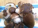 Čerstvé houby na smetaně