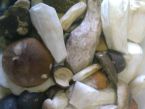 Vepřové plátky na houbách