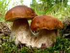 Nakládané houby
