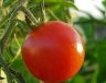 Staročeská rajská omáčka z čerstvých rajčat