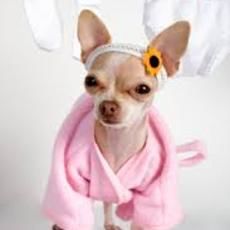 pinkchihuahua