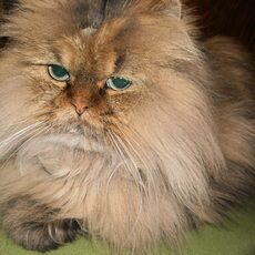 Debie