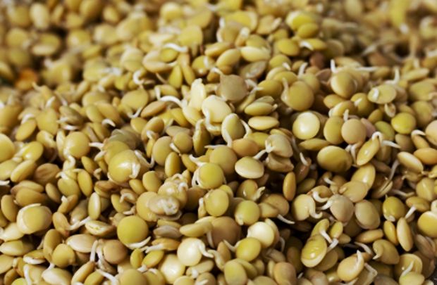 Семена Зерно Чечевицы Купить Алтайский Край Оптом