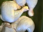 Kuřecí stehna na tymiánu s  bramborem