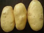 Krokety ze zbytku brambor
