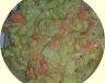Coleslaw