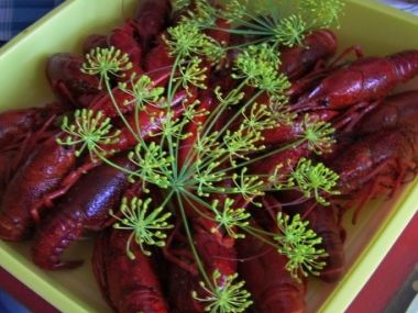Vaření raci - švédský recept