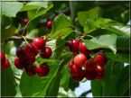 Třešňová marmeláda s kapkou brandy