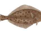 Halibut v balíčku