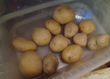Nivové brambory