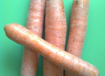 recept-mrkvový salát s pastinákem