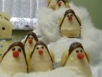 Kokosoví tučňáci